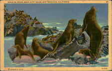 Postcard: SEALS ON ROCKS, NEAR CLIFF HOUSE, SAN FRANCISCO, CALIFORNIA picture