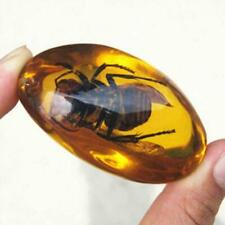 Beautiful Amber Hornet Fossil Insects Manual  Polishing picture