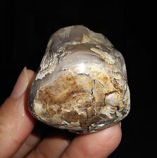 RARE PETRIFIED WOOD, BOTRYOIDAL CHALCEDONY FOSSIL, INDONESIA, 48MM picture