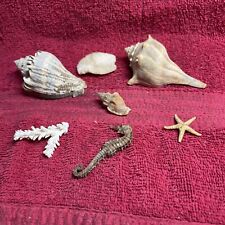 BEAUTIFUL  Sea Shells (x7)& Star Fish (7) Different Species picture