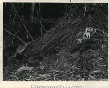 1984 Press Photo A Vogelkop Bowerbird near its nest in New Guinea - mja50839 picture