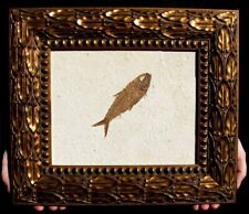 EXTINCTIONS- VERY AESTHETIC FRAMED FOSSIL KNIGHTIA HERRING FISH-GREAT GIFT IDEA picture