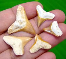 FIVE YELLOW BULL SHARKS TEETH - REAL FOSSILS - NO RESTORATIONS - SHARK TEETH picture