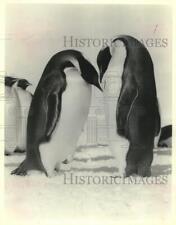 1933 Press Photo Male, Female Emperor Penguins Display Mating Posture, Antartica picture