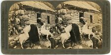 c1900's Keystone View Co. Stereoview Card 13422 Milking the Goats Hardanger picture
