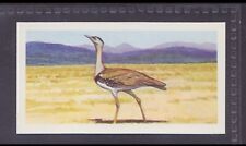 GREAT INDIAN BUSTARD - 50 + year old UK Card # 35 picture