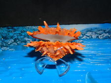 ORANGE SPONDYLUS DUCALIS SPINY OYSTER GREAT FOR CRAFTS OR DISPLAY picture