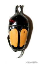 Insect Beetle Coleoptera Cetoniidae Dicheros bicornis rowelli-Palawan picture