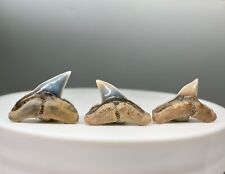 Group of 3 colorful  Fossil Sphyrna zygaena Shark Teeth - Peru picture