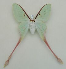 Saturniidae - Actias dubernardi - Chinese Luna Moth - #46- female picture
