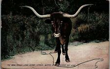 1909 THE REAL TEXAS LONG HORN STEER WIDTH OF HORNS 9FT 6IN POSTCARD 36-26 picture