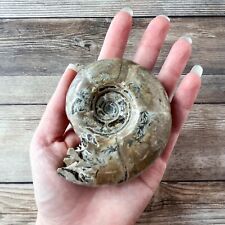 Whole Ammonite Fossil Polished; 222 g Authentic Real picture