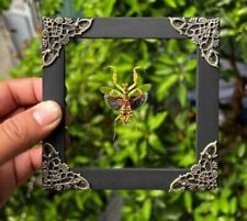 Real Framed Mantis Creobroter Insect Handmade Shadow Box Frame Beetle Taxidermy picture