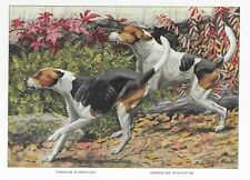 American and English Foxhound - CUSTOM MATTED - 1927 Vintage Color Dog Art Print picture