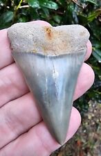 XL Aurora North Carolina Hastalis Shark Tooth Fossil Lee Creek Not Great White picture
