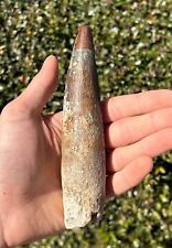 HUGE Spinosaurus Dinosaur Tooth Fossil 5.75” Theropod Cretaceous Morocco Kem Kem picture