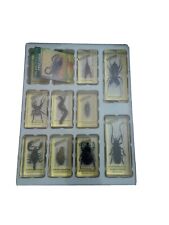 9 Pcs Insect in Resin Specimen Bugs Collection Paperweights picture