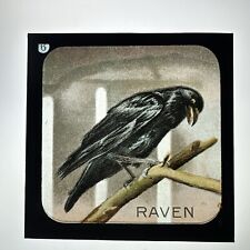 Antique Magic Lantern Slide Rambles Around London Zoo 6 Raven picture