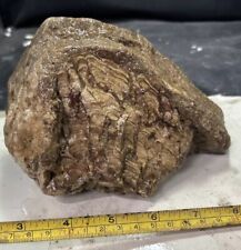 Stromatolite fossil picture