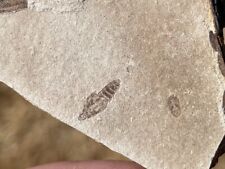 China Fossil Insect Rare Jurassic Dinosaur Age Bug picture