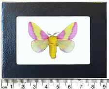 Dryocampa rubicunda pink rosy maple moth USA Framed picture