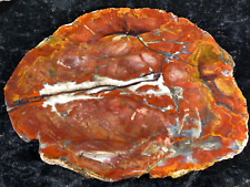 Petrified Wood Araucaria Conifer Amarillo, TX Santa Rosa Fm Triassic 7.25”x5.25” picture