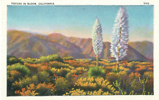 Blooming Yuccas in the Sierra Madre Foothills California Vintage Linen Postcard picture