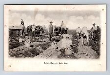 Ault CO-Colorado, Potato Harvest, Antique, Souvenir, Vintage Postcard picture