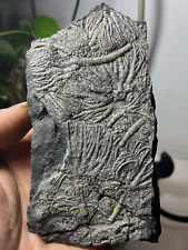 Natural Triassic period prehistoric Jurassic biota crinoids Fossils picture