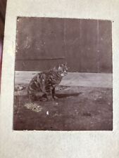 Antique Cat Photo Sepia Photo On Board Striped Kitty Outdoors Early 1900s picture