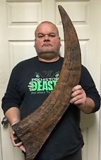 WOOLY RHINO HORN Replica (Coelodonta antiquitatis) Very Hard to Find (#932) picture