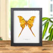 Taxidermy Giant Silk Moth Frame (Actias groenendael acutapex) picture
