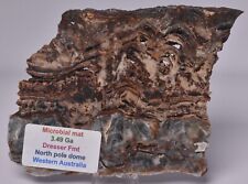 MICROBIAL MAT, Dresser Fmt, Stromatolite, North Pole Dome 110 grams, S165 picture