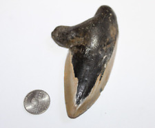 MEGALODON Shark Tooth Fossil No Repair Natural 4.33