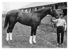 MAN O WAR CHAMPION THOROUGHBRED RACE HORSE 1920 5X7 PHOTO picture