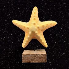 Starfish on Faux Wood Sculpture Figurine Large Wide 11”t 8”w picture