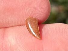 NICE Theropod Dinosaur Tooth Fossil Raptor Abelisaur Morocco Cretaceous Age picture