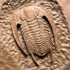 Beauty Trilobite Perrector Fossil - Tazemourt, Morocco picture