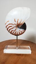 Seashell - Natural Chambered Tiger Nautilus Shell Mounted on Acrylic Stand picture