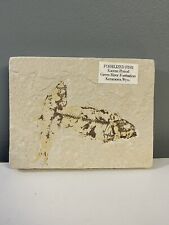Fossil Fish Eocene Period - Green River Formation Kemmerer Wyoming Double Fossil picture
