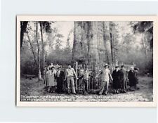 Postcard The Giant Cypress in Big Tree Park Florida USA picture