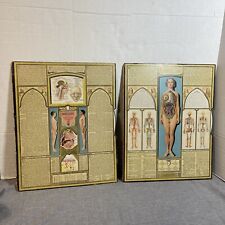 Moveable Medical Bodyscope 1935 Ralph Segal Human Anatomy Biology Physiology picture