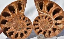 2788 PAIR Ammonite Phylloceras V-Shaped Nautilus 110myo FOSSIL LARGE 105mm 4.1