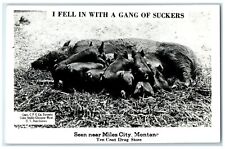I Feel In With A Gang Of Suckers Seen Near Miles City MT RPPC Photo Postcard picture