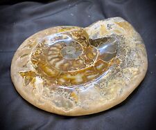 Unique Large Ammonite Bowl picture