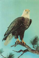 Postcard Bald Eagle American Emblem Museum of Natural History Tree Giant 9x6 picture