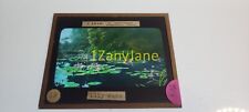 Y43 HISTORIC Glass Magic Lantern Slide Chicago Illinois 62 T ENAMI LILY PADS picture