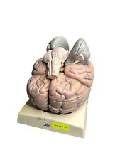 3B Scientific - Smart Anatomy Giant Human Brain Model - 2.5x Full Size, 12 Parts picture