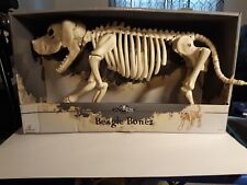 Beagle Skeleton picture
