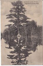 1915 State Line Pine Connecticut Massachusetts Vintage Postcard picture